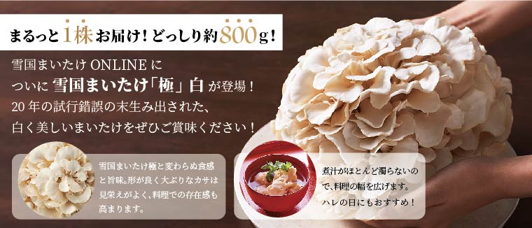 雪国まいたけ極・白